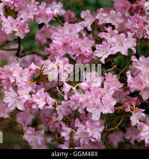 Rhododendron - 'Praecox' AGM RHO013732 Stockfoto