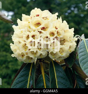 Rhododendron Macabeanum HV RHO048345 Stockfoto