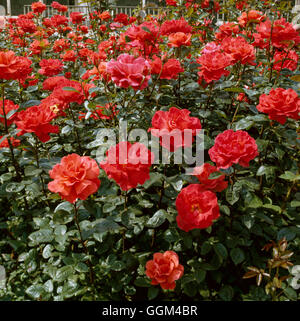 Rosa - "Alexander" (Teehybride) - (Syn R. "Harlex") RHT005958 Stockfoto