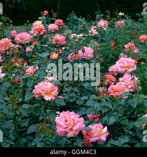 Rosa - "Chicago Frieden" (Teehybride) RHT015668 Stockfoto