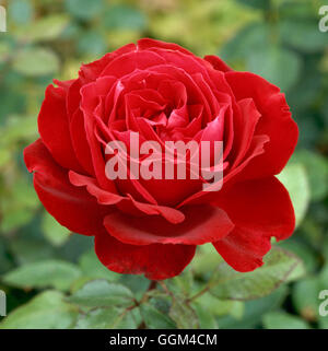 Rosa - 'Duftenden Wolke' (Teehybride) RHT045601 Stockfoto