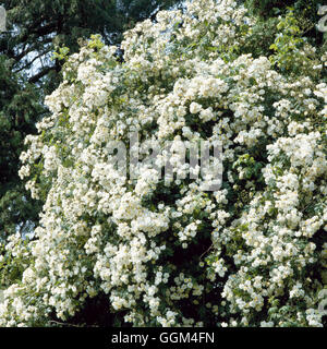 Rosa - ' Rambling Rector' AGM-(Rambler) RRB036245 Stockfoto