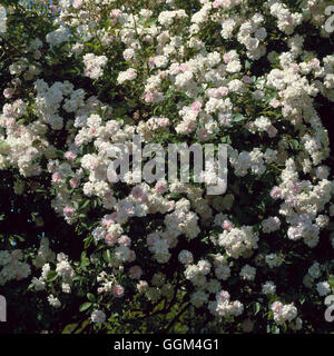 Rosa - "Pauls Himalayan Musk" - (Rambler) RRB062832 Stockfoto