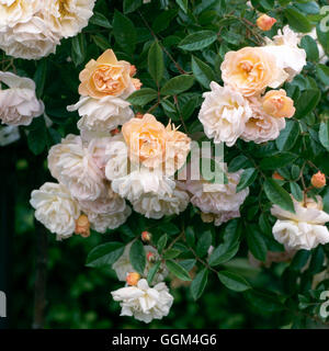 Rosa - 'Ghislaine de Feligonde' (Rambler) RRB084088 Stockfoto