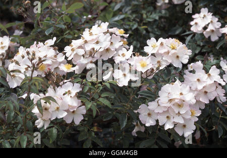 ROSA FRANCIS E. LESTER "Rambler eingeführt in 1946 Datum: 18.08.2008 RRB093715 Fotos Horticult" Stockfoto