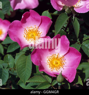 Rosa - 'Complicata' AGM (Gallica) (Strauch) RSH002012 Stockfoto