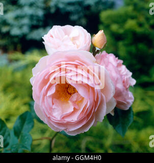 Rosa - "Erbe" (Austin 1984) (Strauch) RSH006535 Stockfoto