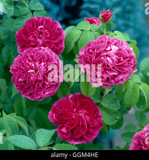 Rosa - 'Cardinal de Richelieu' AGM - RSH010146 (Gallica) (Strauch) Stockfoto