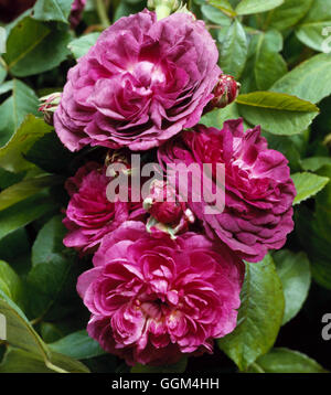 Rosa - "Reine des Violettes" - (Hybrid Perpetual 1860) (Strauch) RSH010719 Stockfoto