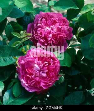 Rosa - "Reine des Violettes"--(Hybrid Perpetual) (Strauch) RSH013261 Stockfoto