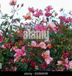 Rosa X odorata - 'Stockschwämmchen"- (Strauch) - (Syns. R.chinensis 'Stockschwämmchen"& R. 'Tipo Ideale') RSH020057 obligatorische Cre Stockfoto