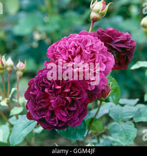 Rosa - "William Shakespeare" (Austin 1987) (Strauch) RSH026176 Stockfoto