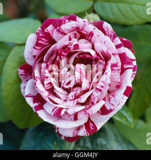 Rosa - "Ferdinand Pichard" AGM - RSH041414 (Bourbon) (Strauch) Stockfoto