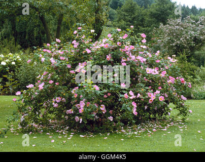 Rosa - 'Complicata' AGM (Gallica) (Strauch) RSH054219 Stockfoto