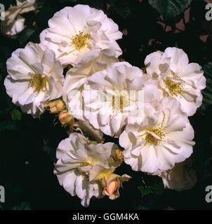 Rosa - "Penelope" AGM (Hybrid Musk) (Strauch) RSH063480 Stockfoto