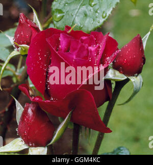 Rosa - "Fishermans Friend" - (Austin 1987) (Strauch) RSH069838 Stockfoto
