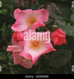 Rosa - "Rosige Kissen" AGM (Strauch) RSH107768 Stockfoto