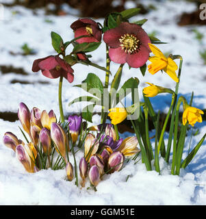 Schnee-Szene - mit Crocus Chrysanthus 'Advance' - Narcissus 'Tete-a-tete' AGM und Helleborus Orientalis Garten Hybrid Ref: PHST Stockfoto