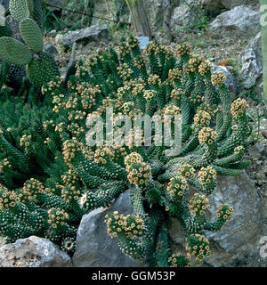 Euphorbia Caput-Medusen - Medusenhaupt ''' Gartenbau ''' SUC006975 ' Stockfoto