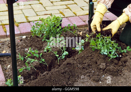 Pflanzen - Jahrbücher - süße Erbsen - Topf gewachsen Sämling Aufteilung Pflanzen TAS021290 Fotos Horti Stockfoto