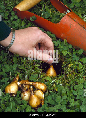 Pflanzende - Blumenzwiebeln - im grass (Narcissus) TAS022941 Stockfoto