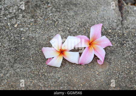 weiße Plumeria oder Frangipani Blume am Boden im Garten. Stockfoto