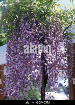 Training - Standard - Wisteria Floribunda 'Rosea' AGM TAS084980 Stockfoto