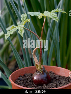 Sämling - der Rosskastanie (Aesculus Hippocastanum) TAS086928 Stockfoto