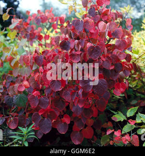 Disanthus Cercidifolius - im Herbst Farbe TRS000728 Stockfoto