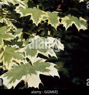 Acer Platanoides - 'Drummondii' TRS002479 Stockfoto