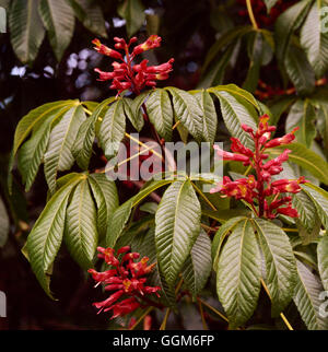 Aesculus Pavia AGM. -Rote Rosskastanie TRS002524 Stockfoto