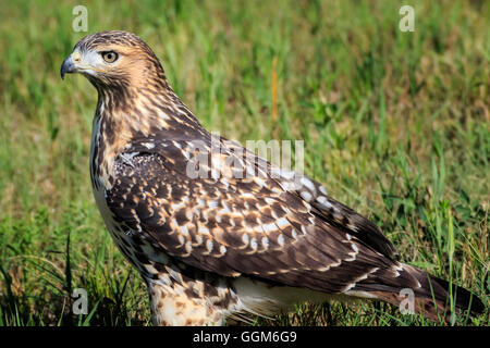 Eine junge Red-Tail-Hawk stellt während der Sitzung in einem Feld Stockfoto