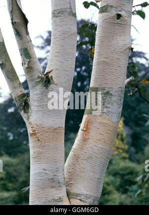 Betula Utilis - var. Jacquemontii TRS002824 Stockfoto