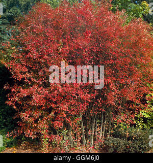 Amelanchier Lamarckii AGM. -im Herbst Farbe TRS003540 Stockfoto