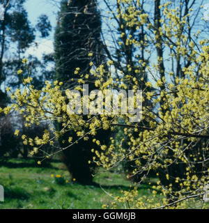 Cornus Mas - Kornelkirsche Cherry TRS003709 Stockfoto