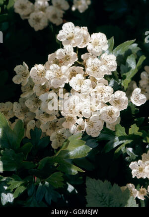 Crataegus Monogyna - Mai '' gemeinsamen Weißdorn ''' TRS003910 ' Stockfoto