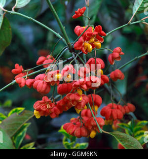 Euonymus Europaeus - 'Red Cascade' TRS004217 Stockfoto