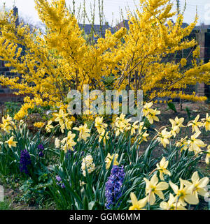 Forsythia x Intermedia - 'Spectabilis' underplanted mit Narzissen und Hyacinthus TRS004468 Ph Stockfoto