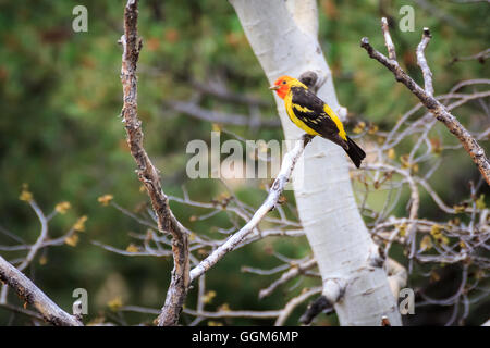 Eine geniale Western Tanager thront in einem Baum an einem Berghang in Colorado. Stockfoto