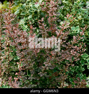 Berberis Thunbergii - F. Atropurpurea 'Rose Glow' AGM TRS004668 Stockfoto