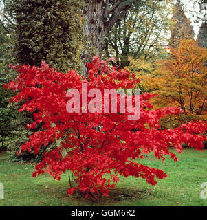 Acer Palmatum - 'Osakazuki' AGM. Färben Sie im Herbst (Elegans-Gruppe) TRS006747 Fotos Horticultur Stockfoto