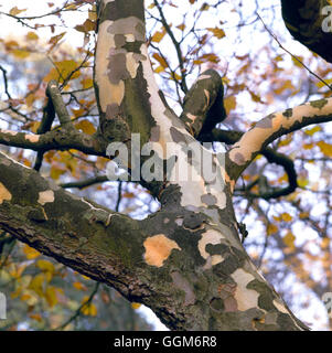 Platanus X hispanica-abblätternde Rinde (Syn P.x Acerifolia) London Flugzeug TRS006846 Fotos zeigen Stockfoto