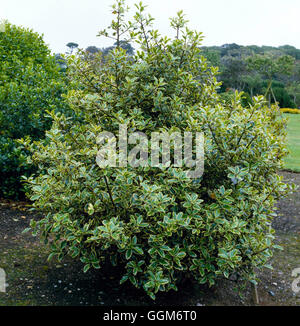 Ilex Aquifolium - 'Handsworth neue Silber' AGM - - TRS007458 (weiblich) Stockfoto