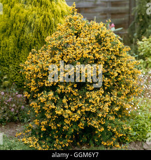 Berberis X stenophylla-'Corallina Compacta' AGM TRS012328 Stockfoto