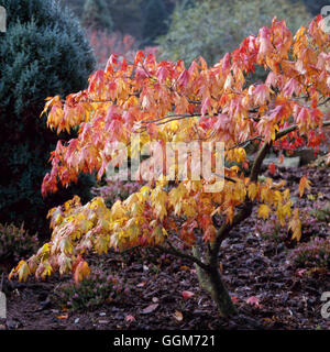 Acer Palmatum - 'Osakazuki' im Herbst Farbe TRS017708 Stockfoto