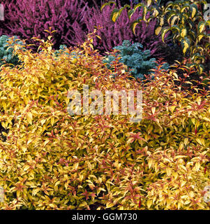 Fuchsie fehlt - var. Garcilis 'Aurea' TRS018748 Stockfoto