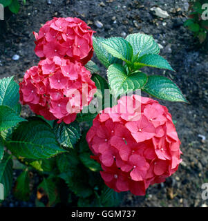 Hydrangea Macrophylla - "Forever Pink" (Hortensia) TRS019100 Stockfoto