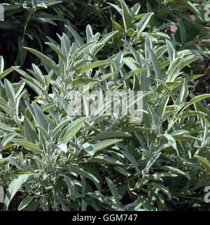 Salvia Lavandulifolia - (Syn S. Hispanica) spanische Salbei '' Narrow-leaved Salbei ''' TRS019865 P' Stockfoto