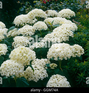 Hydrangea Arborescens - 'Grandiflora' TRS019951 Stockfoto