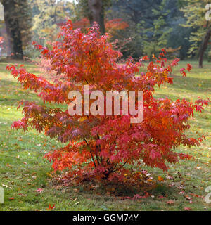 Acer Palmatum - 'Osakazuki' im Herbst Farbe TRS020625 Stockfoto